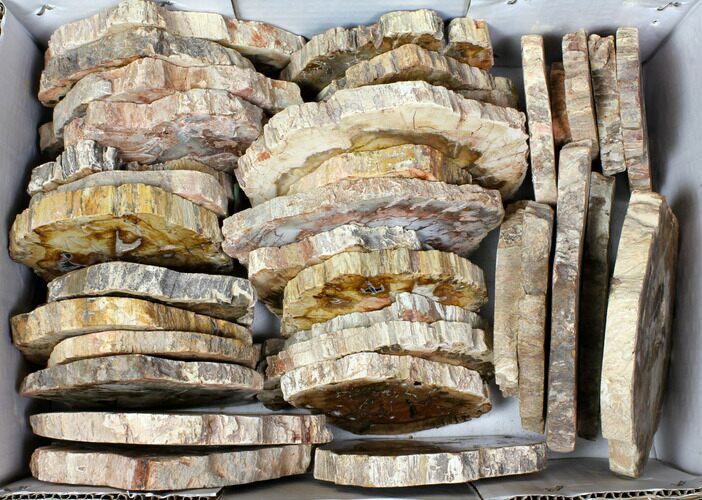 Lot - to Petrified Wood Slices - Pieces #119518